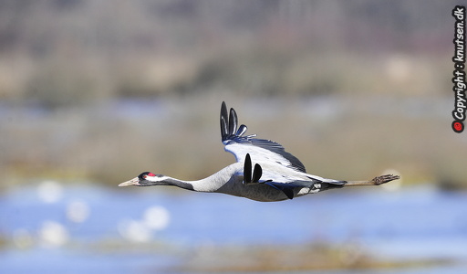  Trane (Grus grus)