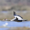  Trane (Grus grus)