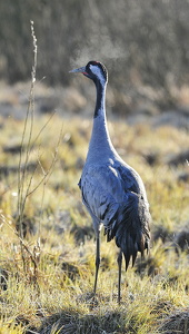  Trane (Grus grus)