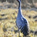  Trane (Grus grus)