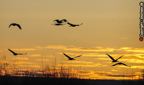Trane (Grus grus)