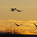 Trane (Grus grus)
