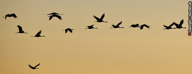  Trane (Grus grus)