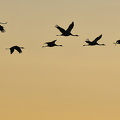  Trane (Grus grus)