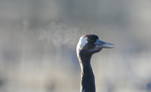  Trane (Grus grus)