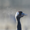  Trane (Grus grus)