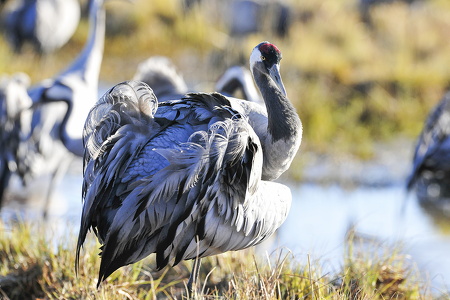  Trane (Grus grus)