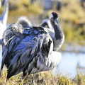  Trane (Grus grus)
