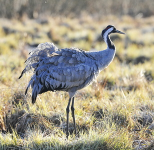  Trane (Grus grus)