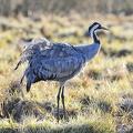  Trane (Grus grus)