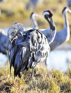  Trane (Grus grus)