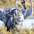  Trane (Grus grus)