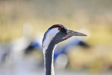  Trane (Grus grus)