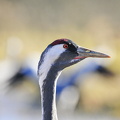  Trane (Grus grus)