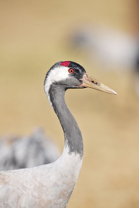  Trane (Grus grus)