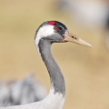  Trane (Grus grus)
