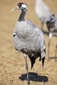  Trane (Grus grus)