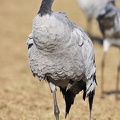 Trane (Grus grus)