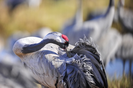 Trane (Grus grus)