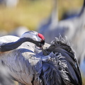 Trane (Grus grus)