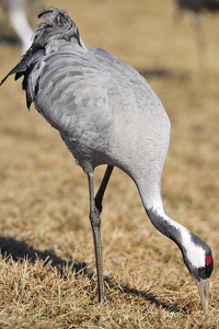 Trane (Grus grus)