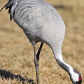 Trane (Grus grus)