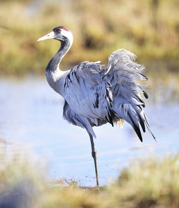 Trane (Grus grus)