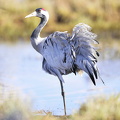 Trane (Grus grus)