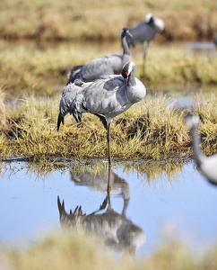  Trane (Grus grus)