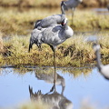  Trane (Grus grus)