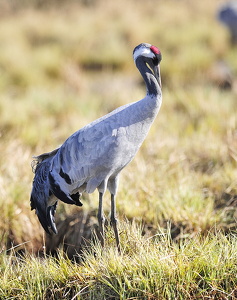Trane (Grus grus)