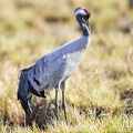 Trane (Grus grus)