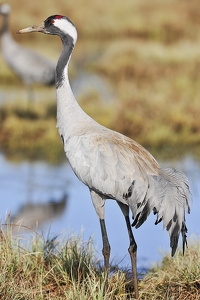Trane (Grus grus)