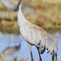 Trane (Grus grus)
