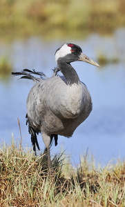Trane (Grus grus)