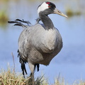 Trane (Grus grus)