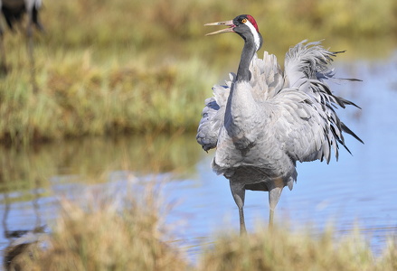  Trane (Grus grus)