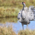  Trane (Grus grus)