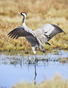 Trane (Grus grus)