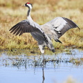Trane (Grus grus)