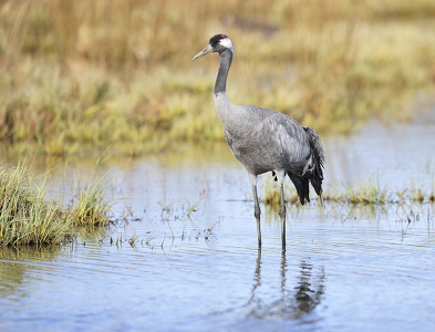 Trane (Grus grus)