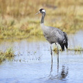 Trane (Grus grus)