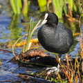 Blishøne (Fulica atra)