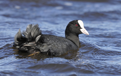 Blishøne (Fulica atra)