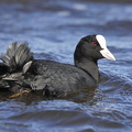 Blishøne (Fulica atra)