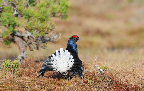 Urfugl (Tetrao tetrix)