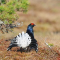 Urfugl (Tetrao tetrix)