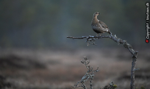 Urfugl (Tetrao tetrix)