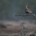 Urfugl (Tetrao tetrix)