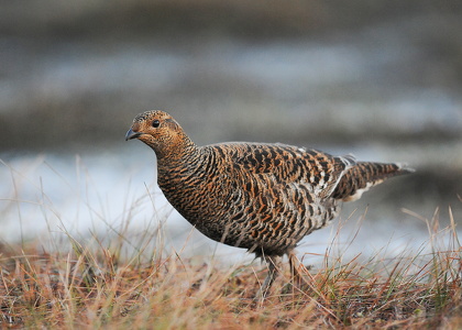 Urfugl (Tetrao tetrix)